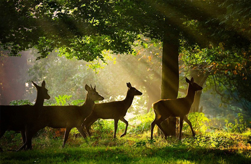 Aralam Wild Life Sanctury